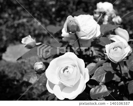 Black and white, monochrome, beautifully blooming roses Black and white, monochrome, beautifully blooming roses 140106387