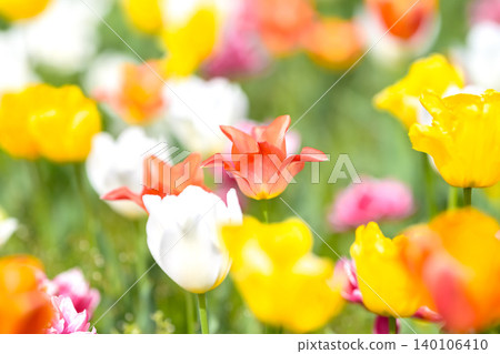 Colorful tulips Colorful tulips 140106410