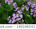 A photograph of a hydrangea with numerous purple decorative flowers forming a ball-shaped cluster. 140106541
