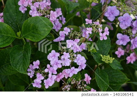 A photograph of a hydrangea with numerous purple decorative flowers forming a ball-shaped cluster. A photograph of a hydrangea with numerous purple decorative flowers forming a ball-shaped cluster. 140106541