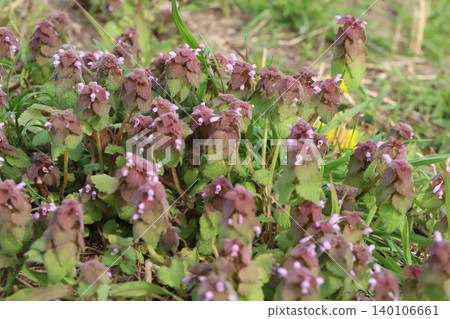 The flowers of Lamium amplexicaule, with their small pink blossoms and reddish-purple leaves, bloom in the spring fields. 140106661