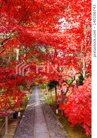 Autumn foliage along the stone-paved approach to Rokuoin Temple Autumn foliage along the stone-paved approach to Rokuoin Temple 140106743