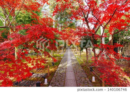 Autumn foliage along the stone-paved approach to Rokuoin Temple Autumn foliage along the stone-paved approach to Rokuoin Temple 140106746
