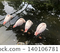 Flamingo 　　~~~-∻~~flamingo~~∻~~~ 140106781