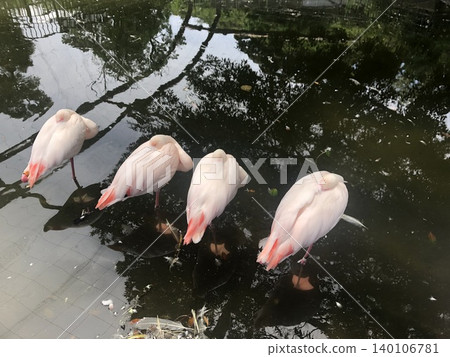 Flamingo ~~~-∻~~flamingo~~∻~~~ Flamingo ~~~-∻~~flamingo~~∻~~~ 140106781
