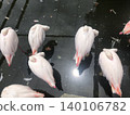 Flamingo 　　~~~-∻~~flamingo~~∻~~~ 140106782