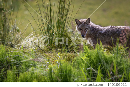Wild Coyote hunting in grassland habitat in North America on a sunny day Wild Coyote hunting in grassland habitat in North America on a sunny day 140106911