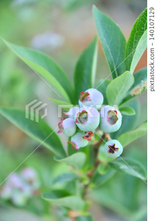 blueberry 140107129