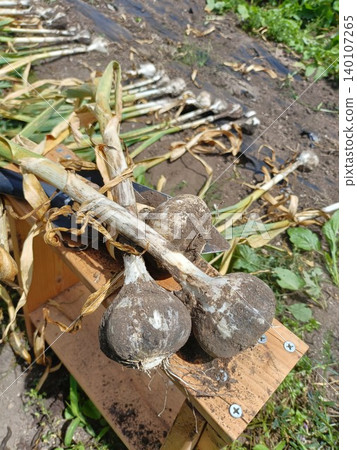 garlic  140107265