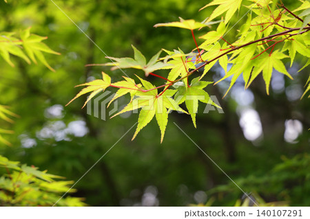 Fresh green maple leaves Fresh green maple leaves 140107291