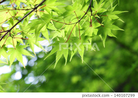 Fresh green maple leaves 140107299
