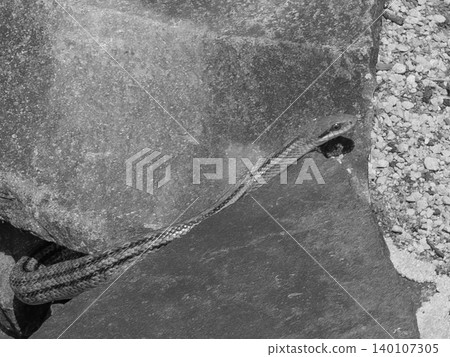Black and white, monochrome, a striped snake hunting its prey. Black and white, monochrome, a striped snake hunting its prey. 140107305