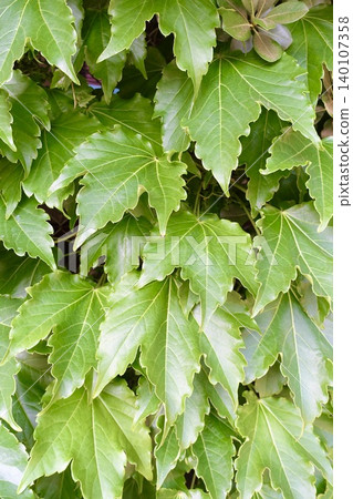 Ivy Ivy 140107358
