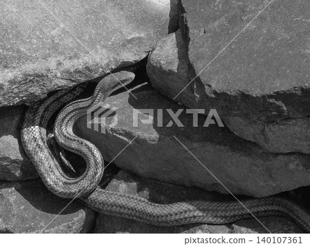 A striped snake peeking out in the spring sunlight in black and white, monochrome. A striped snake peeking out in the spring sunlight in black and white, monochrome. 140107361