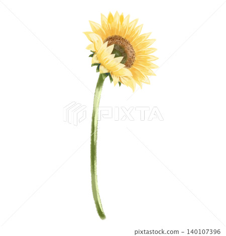 向日葵水彩插圖(側視圖) - 夏季花卉素材 向日葵水彩插圖(側視圖) - 夏季花卉素材 140107396