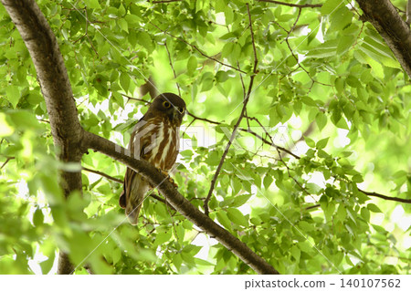 A brown hawk-owl on the branch of an old tree with fresh green leaves A brown hawk-owl on the branch of an old tree with fresh green leaves 140107562