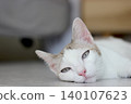 The cat lay on the floor in living room 140107623