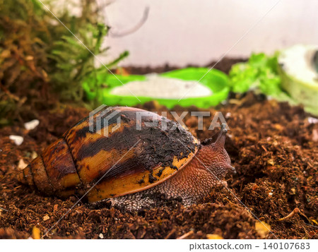 Giant African Land Snail Crawling Through Terrarium Soil Giant African Land Snail Crawling Through Terrarium Soil 140107683