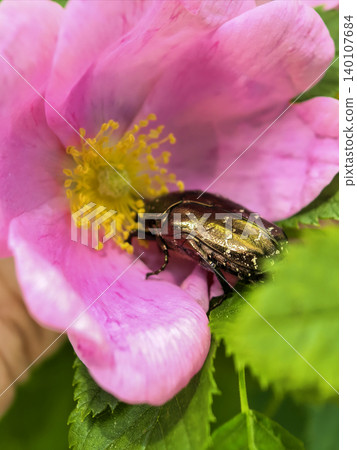 Rose chafer beetle feeding on pink rose blossom Rose chafer beetle feeding on pink rose blossom 140107684