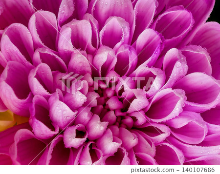 Pink Chrysanthemum Macro With Dew Covered Petals Pink Chrysanthemum Macro With Dew Covered Petals 140107686
