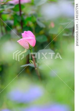 Pink rose Pink rose 140107744