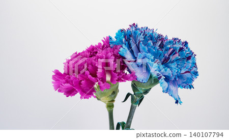 Carnation flowers, pink and blue, macro photography, white background. Carnation flowers, pink and blue, macro photography, white background. 140107794