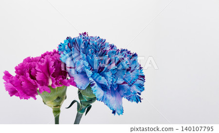 Carnation flowers, pink and blue, macro photography, white background. Carnation flowers, pink and blue, macro photography, white background. 140107795