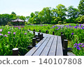 A view of the Johoku Iris Garden with irises in full bloom (Asahi Ward, Osaka City) 140107808