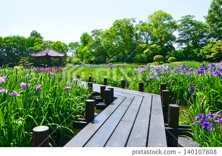 A view of the Johoku Iris Garden with irises in full bloom (Asahi Ward, Osaka City) A view of the Johoku Iris Garden with irises in full bloom (Asahi Ward, Osaka City) 140107808