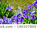 Purple irises blooming by the water's edge 140107809