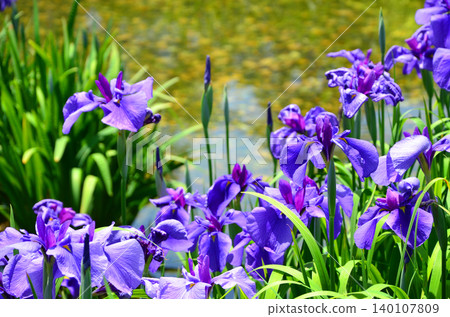 Purple irises blooming by the water's edge Purple irises blooming by the water's edge 140107809
