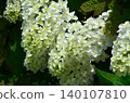 White hydrangea 140107810