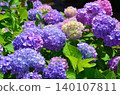 Colorful hydrangea 140107811