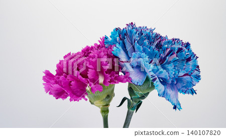 Carnation flowers, pink and blue, macro photography, white background. 140107820