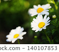花壇裡盛開著北極花 140107853