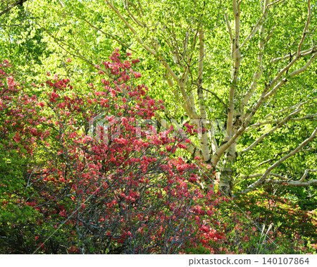 New green and azalea New green and azalea 140107864