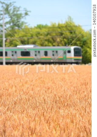 Takasaki Line and wheat fields Takasaki Line and wheat fields 140107918