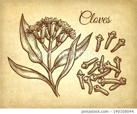 Clove spice. Hand-drawn ink sketch on old paper Clove spice. Hand-drawn ink sketch on old paper 140108044
