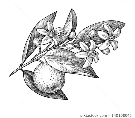 Neroli ink sketch. Bitter orange branch with fruit 140108045