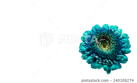 Blue gerbera flower, macro photography, transparent background, vibrant flower image. Blue gerbera flower, macro photography, transparent background, vibrant flower image. 140108274