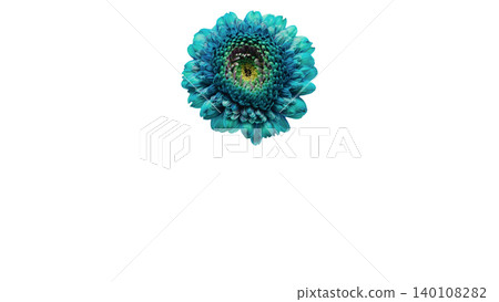 Blue gerbera flower, macro photography, transparent background, vibrant flower image. Blue gerbera flower, macro photography, transparent background, vibrant flower image. 140108282