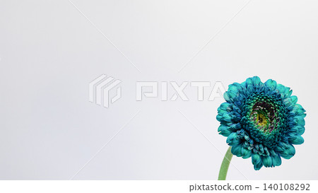 Blue gerbera flower, dyed, macro photography, white background, copy space, flower material. Blue gerbera flower, dyed, macro photography, white background, copy space, flower material. 140108292