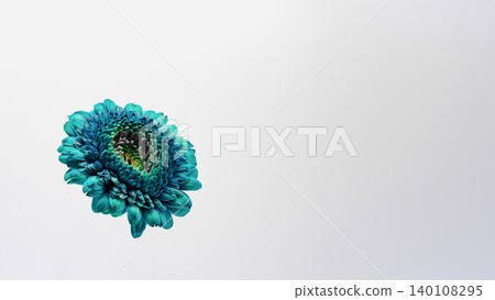 藍色非洲菊,染色,微距攝影,白色背景,留白,花卉材質。 藍色非洲菊,染色,微距攝影,白色背景,留白,花卉材質。 140108295
