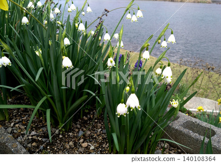 Clusters of snowdrops blooming by the lake and a spring waterside landscape. Clusters of snowdrops blooming by the lake and a spring waterside landscape. 140108364
