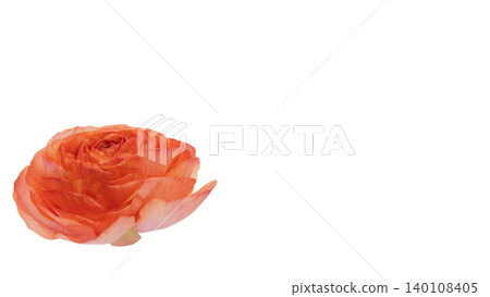 紅色毛茛花,微距攝影,透明背景,留白,花材。 紅色毛茛花,微距攝影,透明背景,留白,花材。 140108405