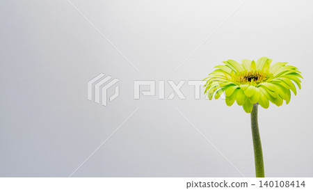 黃色非洲菊,白色背景,微距,留白,花卉素材。 黃色非洲菊,白色背景,微距,留白,花卉素材。 140108414