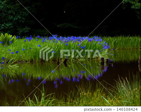 Irises at Hiraike Pond, Takashima City Irises at Hiraike Pond, Takashima City 140108424