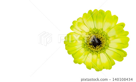 Yellow gerbera flower, macro photography, transparent background, floral material. Yellow gerbera flower, macro photography, transparent background, floral material. 140108434