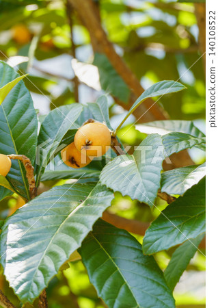 Fruit of loquat 140108522