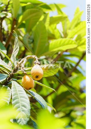 Fruit of loquat 140108526